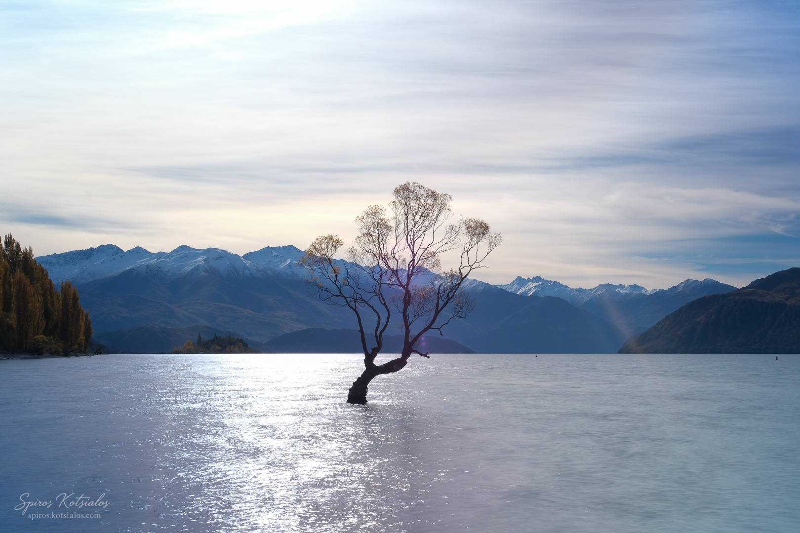 Wanaka Tree